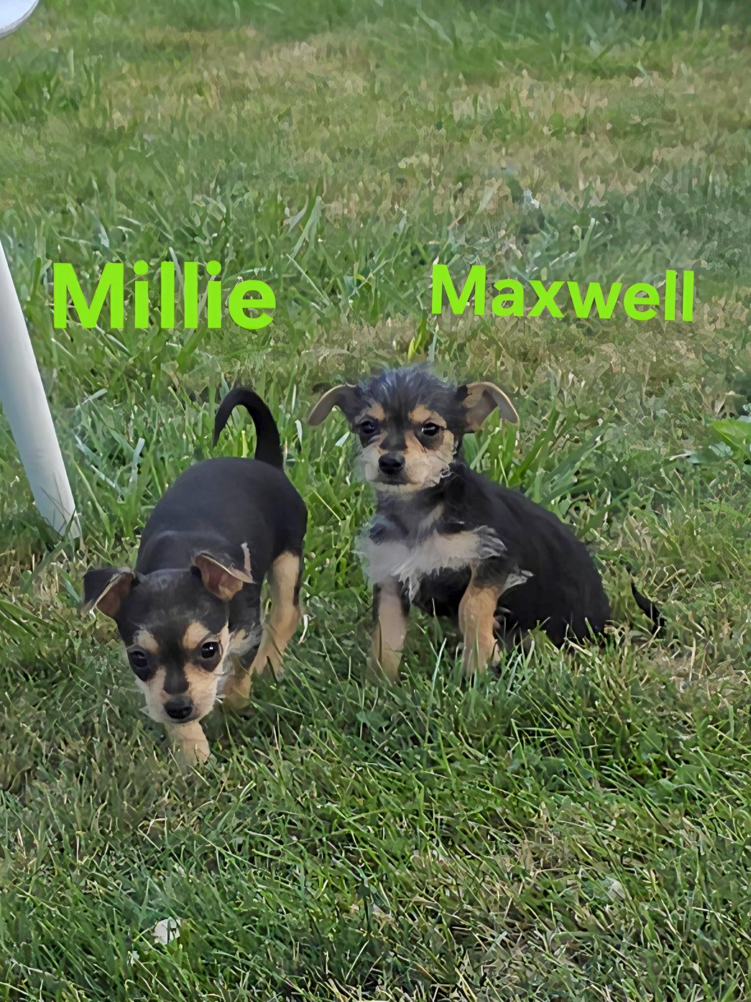 Max and his siblings photo 6