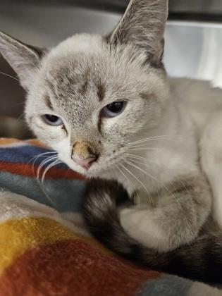 Royal, Adoptable, Adult Male Domestic Short Hair & Domestic Short Hair.