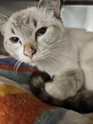 Enlarge Royal, a Adoptable mixed breed in Scotia, NY image 2/3