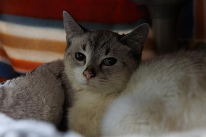 Enlarge Royal, a Adoptable mixed breed in Scotia, NY image 3/3