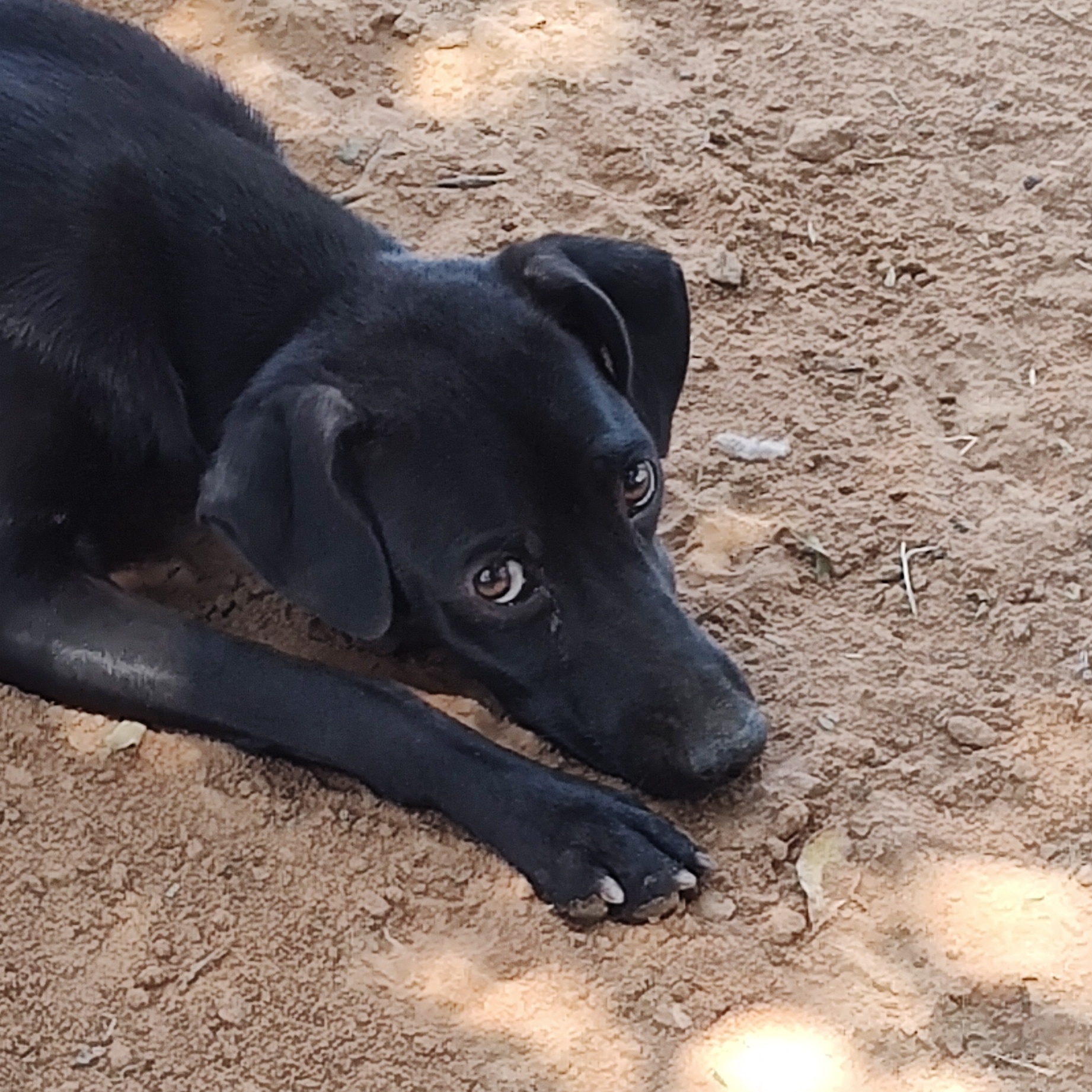 Enlarge Dahlia, a Adoptable mixed breed in Paradise, TX image 2/3