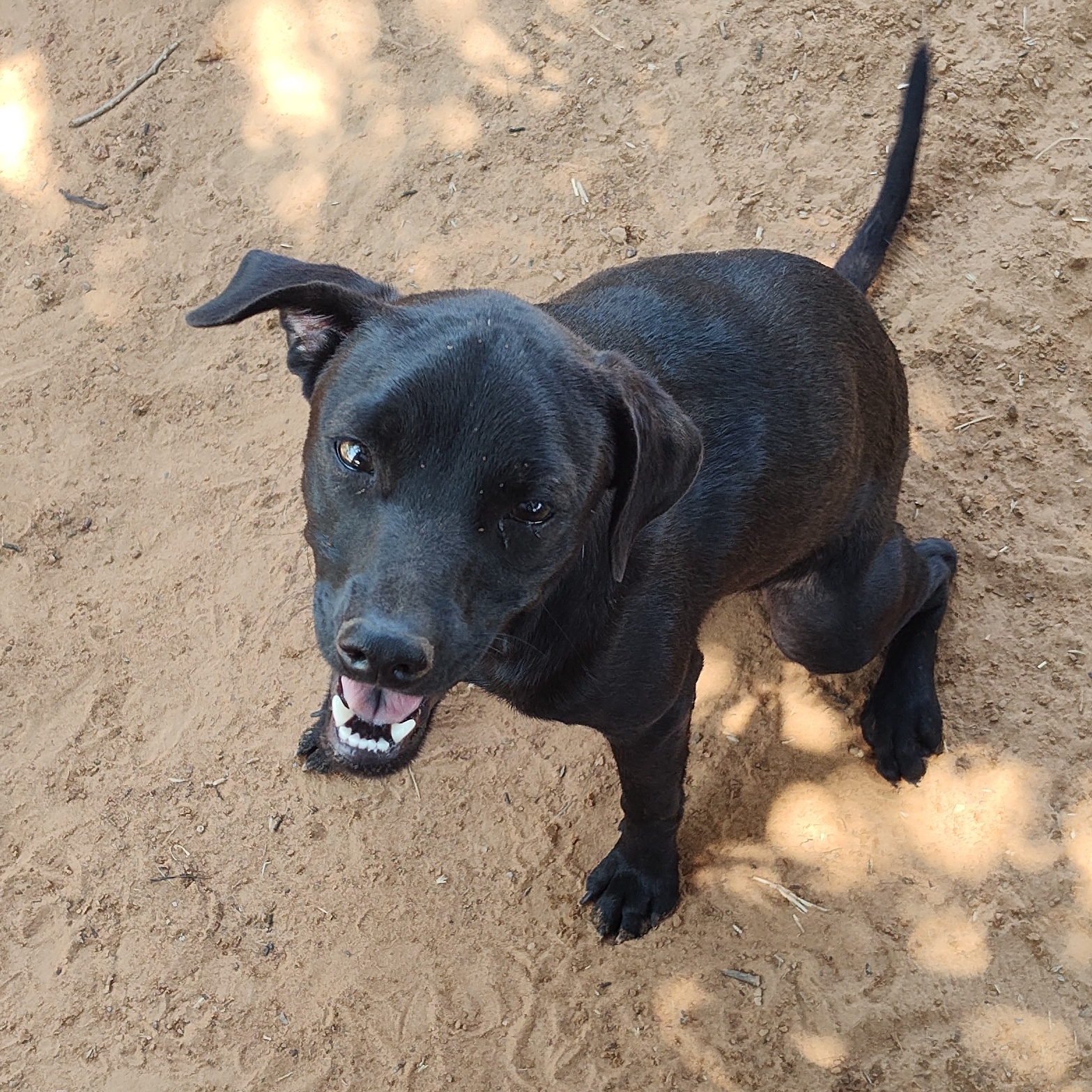 Dahlia, Adoptable, Young Female Terrier.