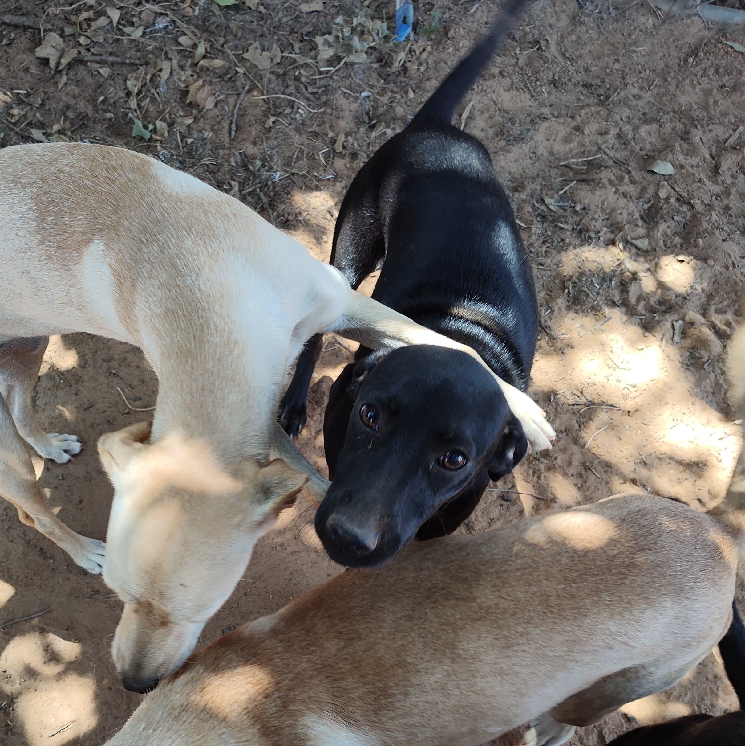 Enlarge Dahlia, a Adoptable mixed breed in Paradise, TX image 3/3