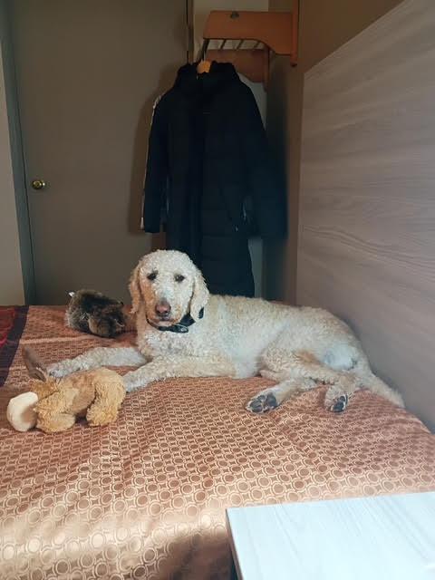 Lucy-1/11/26, adopted, Young Female Standard Poodle.