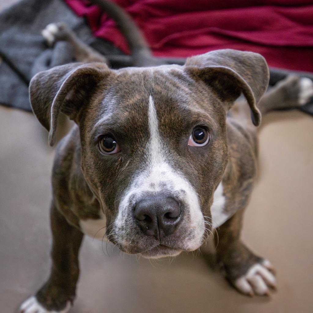 Enlarge Kermit the Dog, a Adoptable Pit Bull Terrier in Tehachapi, CA image 2/2