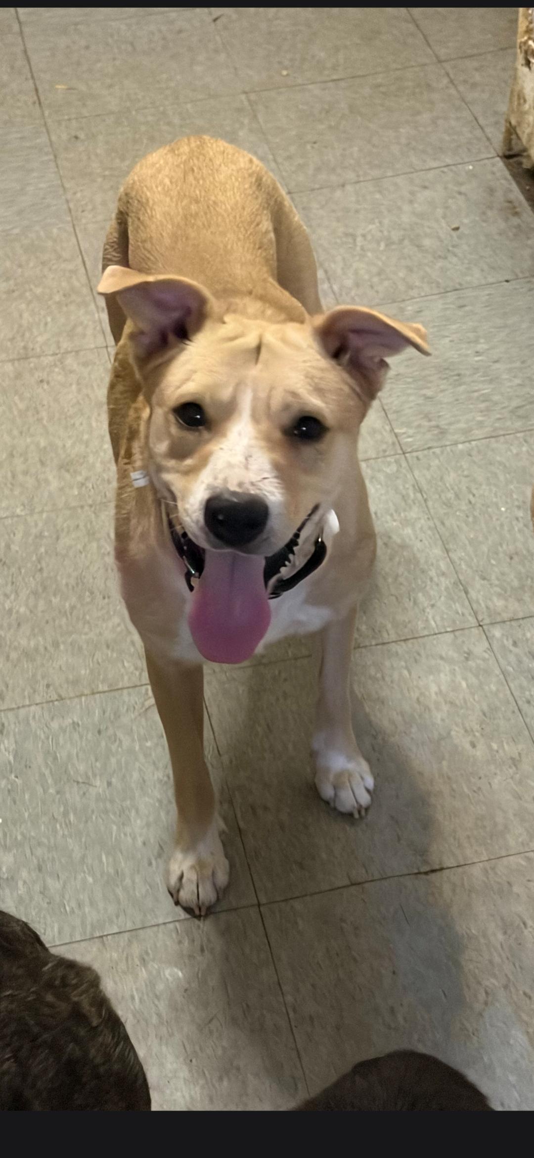 Enlarge Mandy, a Adoptable mixed breed in Nyack, NY image 1/1