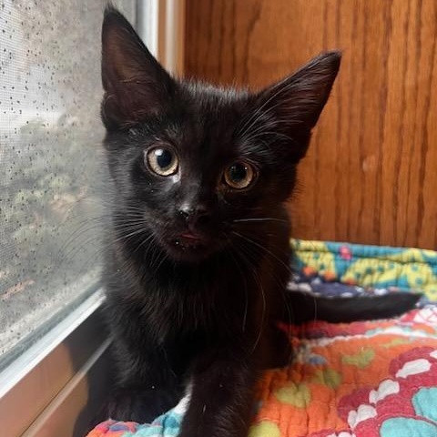 Enlarge Tony, a ADOPTABLE Domestic Short Hair in Watertown, WI image 2/2