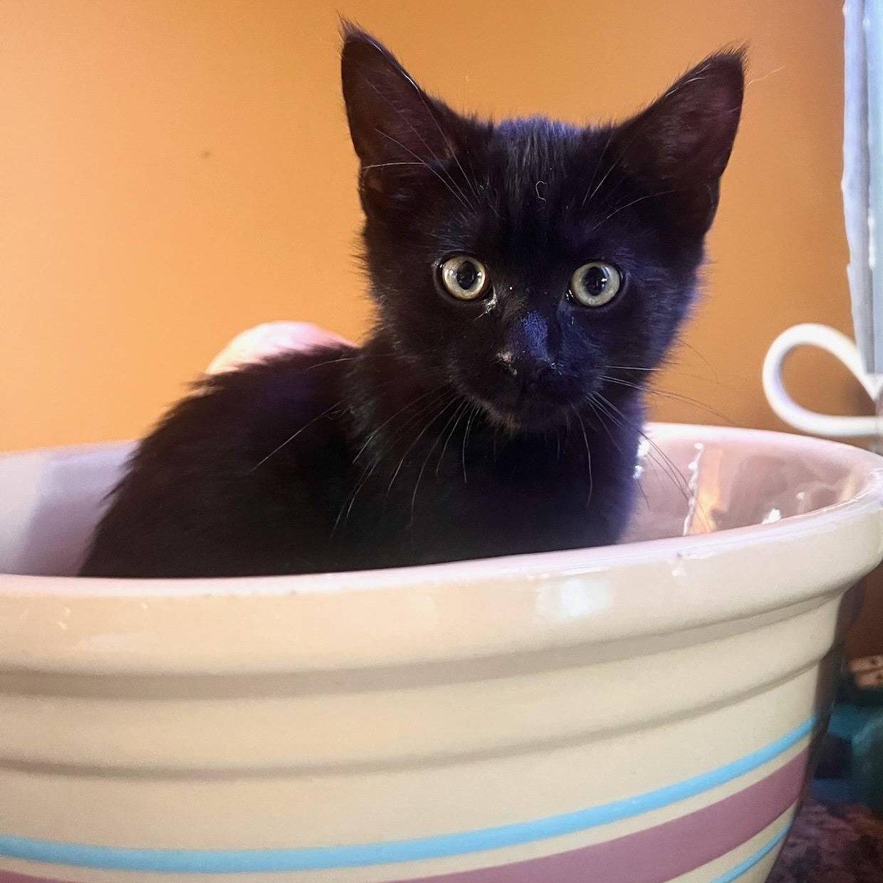 Enlarge Tony, a ADOPTABLE Domestic Short Hair in Watertown, WI image 1/2