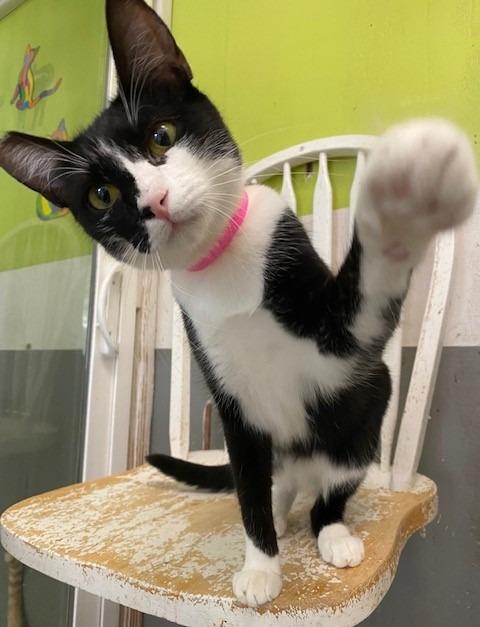 MAZY, Adoptable, Adult Female Domestic Short Hair.