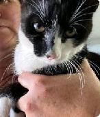 MAZY, a Adoptable mixed breed in Lemoore, CA image 3/3