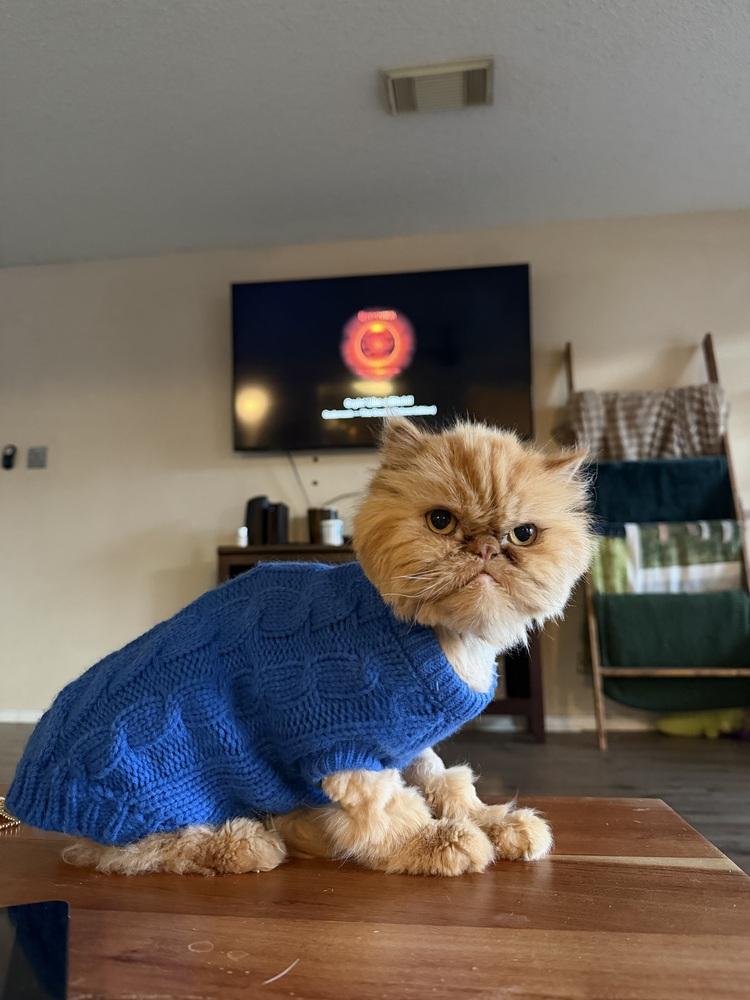 Romel, Adoptable, Adult Male Persian.