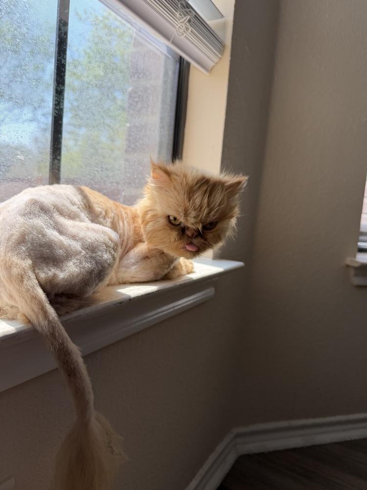 Enlarge Romel, a Adoptable Persian in Denver, CO image 2/6