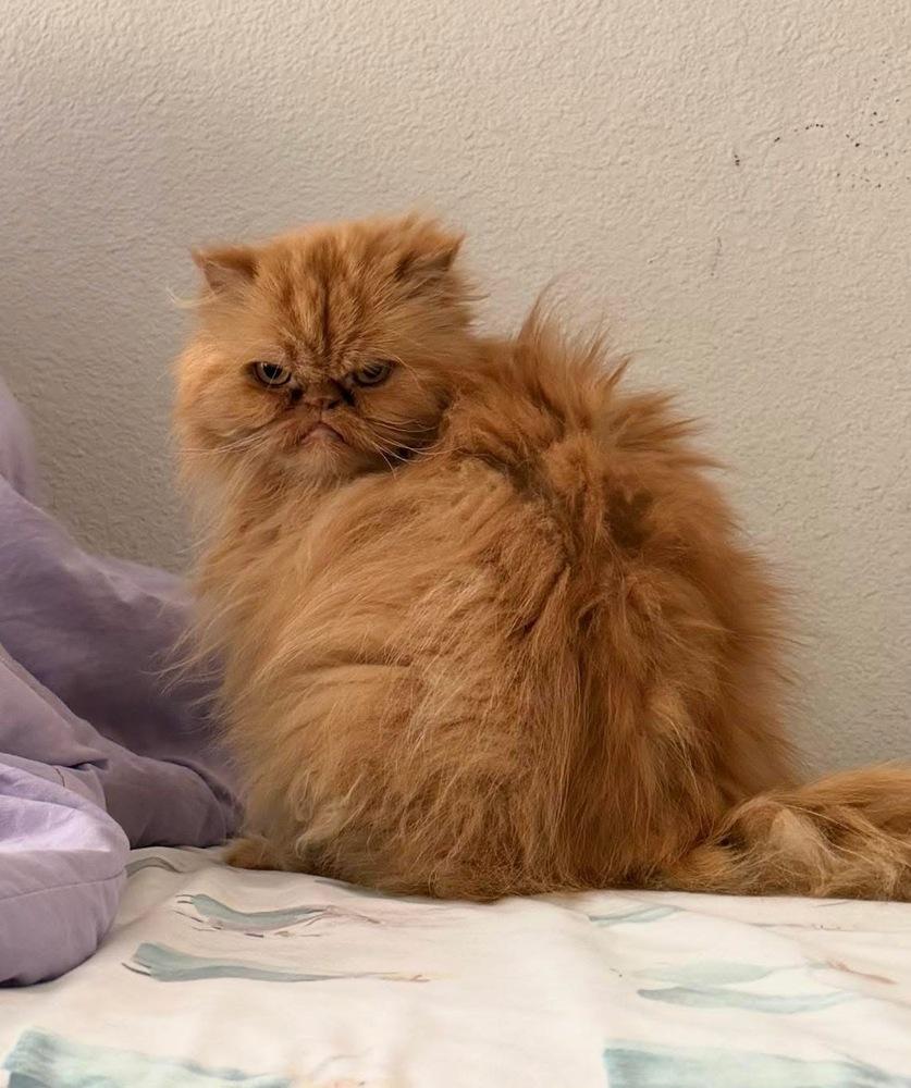 Enlarge Romel, a Adoptable Persian in Denver, CO image 3/6