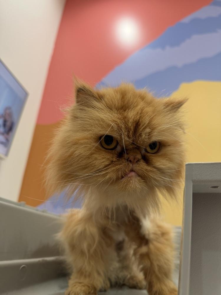 Enlarge Romel, a Adoptable Persian in Denver, CO image 4/6