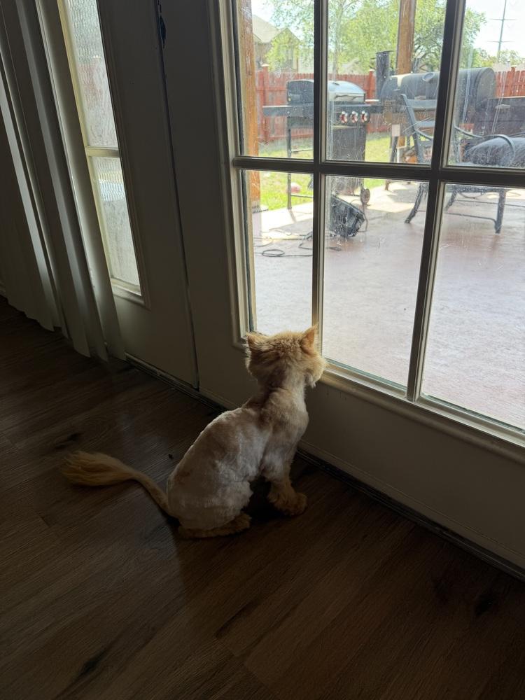 Enlarge Romel, a Adoptable Persian in Denver, CO image 5/6