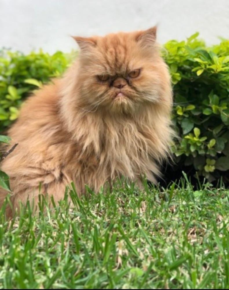 Enlarge Romel, a Adoptable Persian in Denver, CO image 6/6