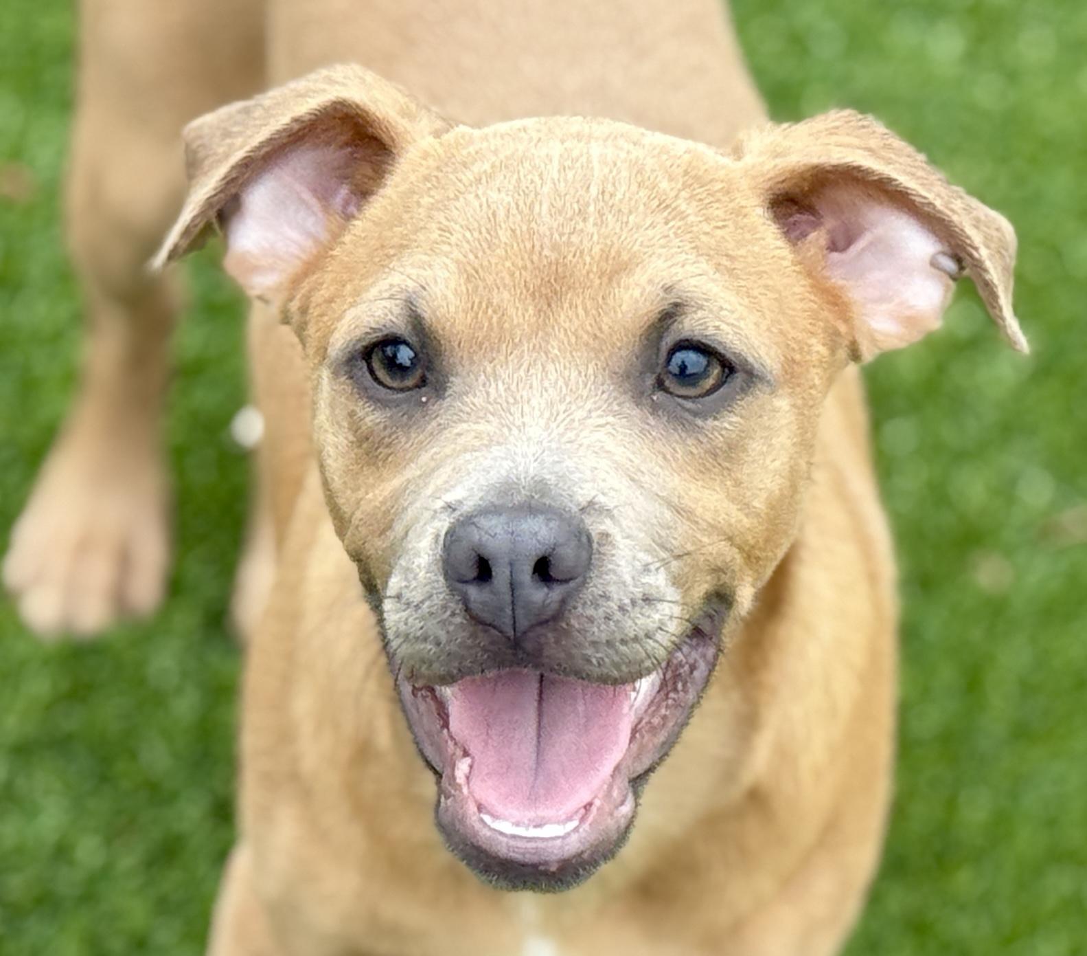 Gouda, Adoptable, Young Male Pug & Mixed Breed.