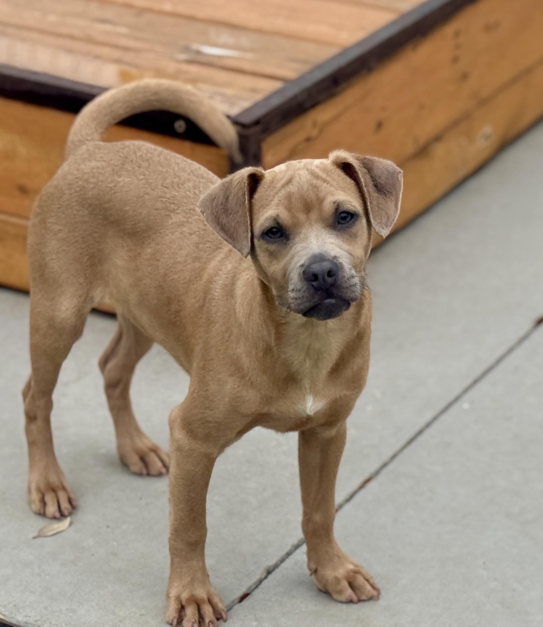 Enlarge Gouda, a Adoptable mixed breed in San Antonio, TX image 2/6