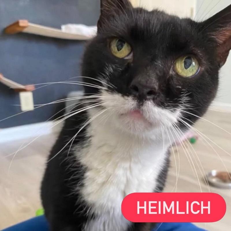 HEIMLICH, adopted, Adult Male Domestic Short Hair.