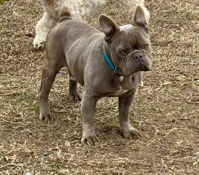 DUSTY, a Adopted French Bulldog in Port Elizabeth, NJ image 1/3
