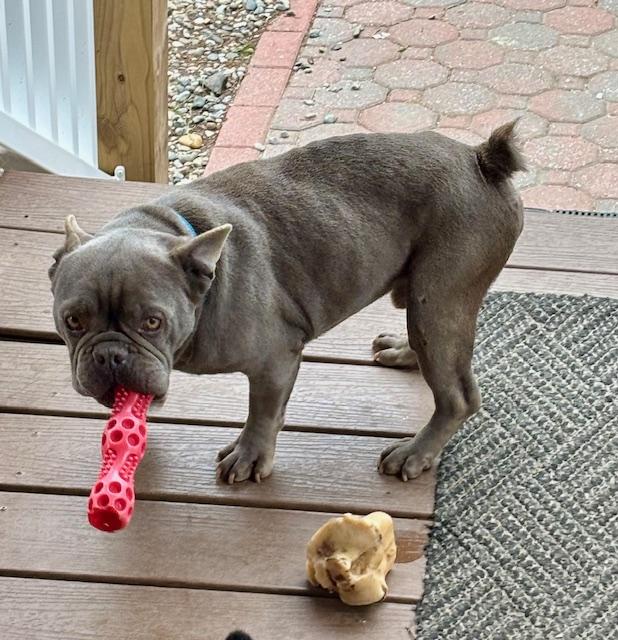 DUSTY, a Adopted French Bulldog in Port Elizabeth, NJ image 2/3