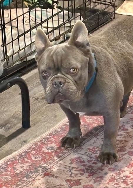 DUSTY, a Adopted French Bulldog in Port Elizabeth, NJ image 3/3