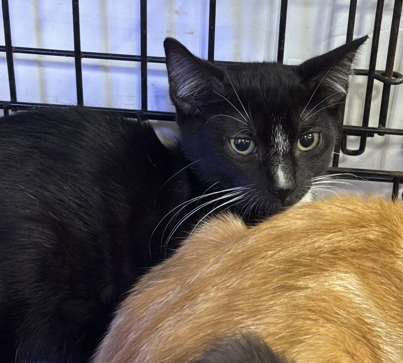 Jubilee, Adoptable, Kitten Male Domestic Short Hair.