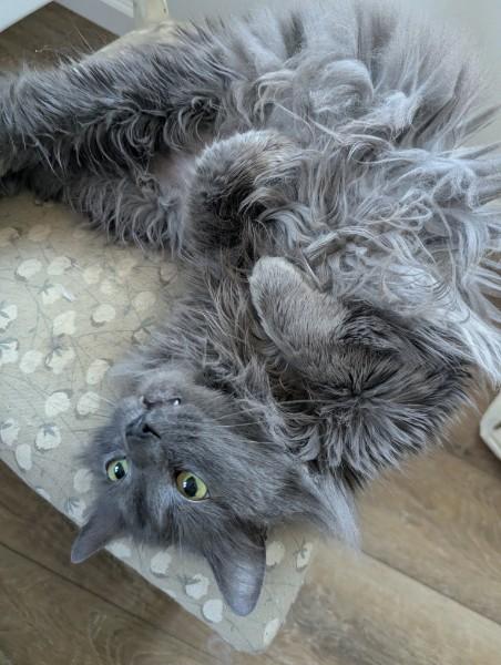 Poncho, an adopted Domestic Medium Hair in Kannapolis, NC image 1/3