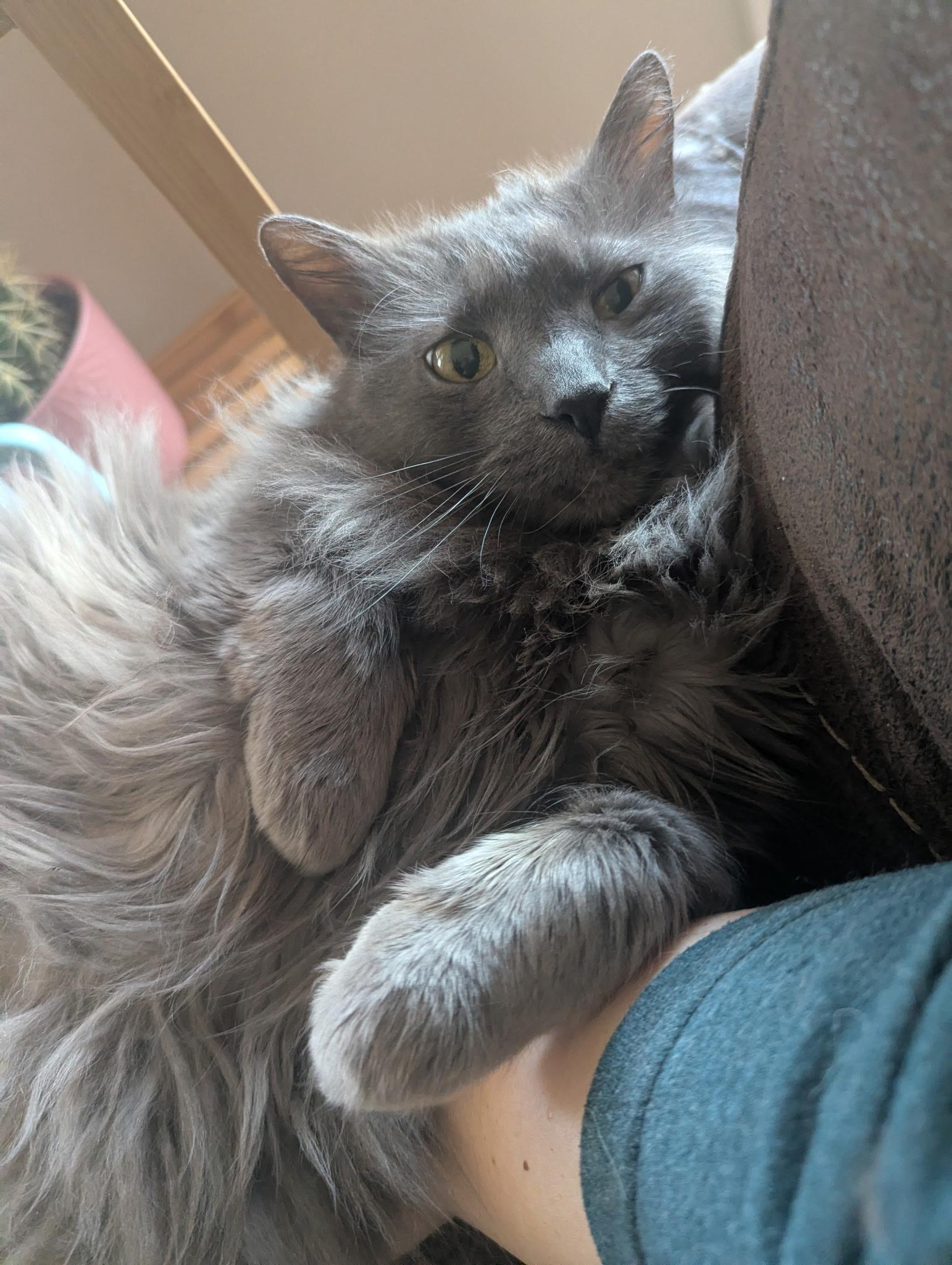 Poncho, an adopted Domestic Medium Hair in Kannapolis, NC image 2/3