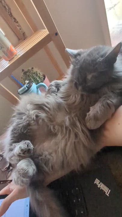 Enlarge Poncho, an adopted Domestic Medium Hair in Kannapolis, NC video 3/3