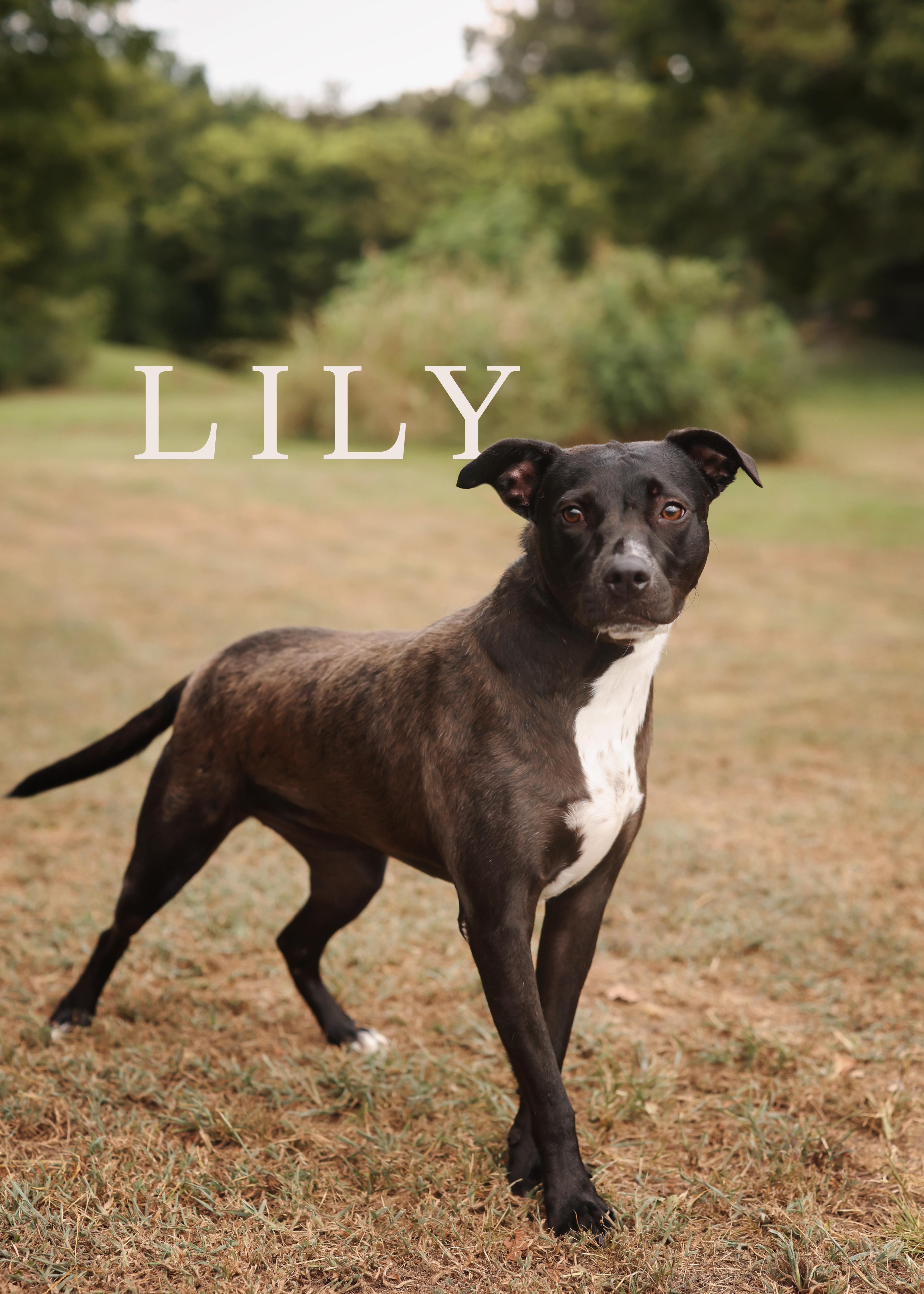 Lilly 3