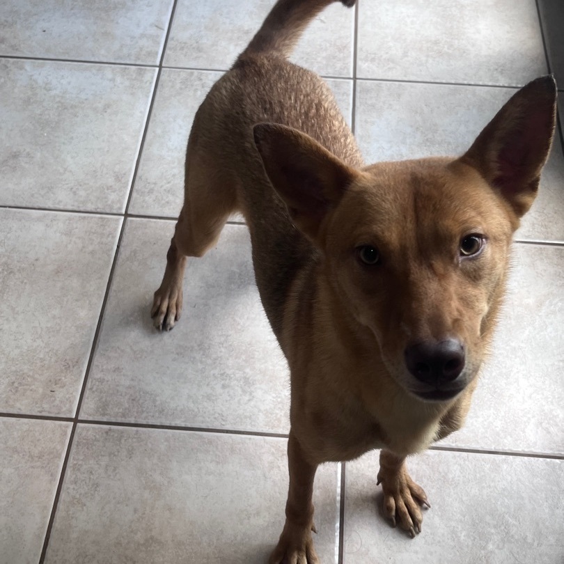 Patty, Adoptable, Adult Female Australian Kelpie.