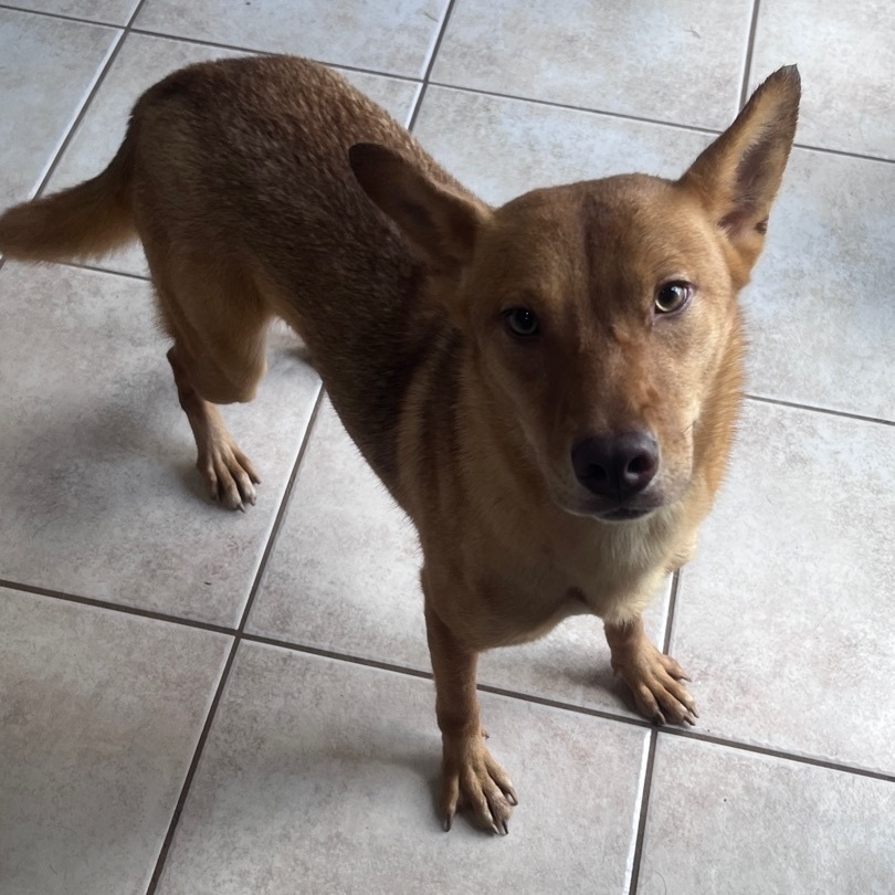 Enlarge Patty, a Adoptable mixed breed in Portland, OR image 2/10