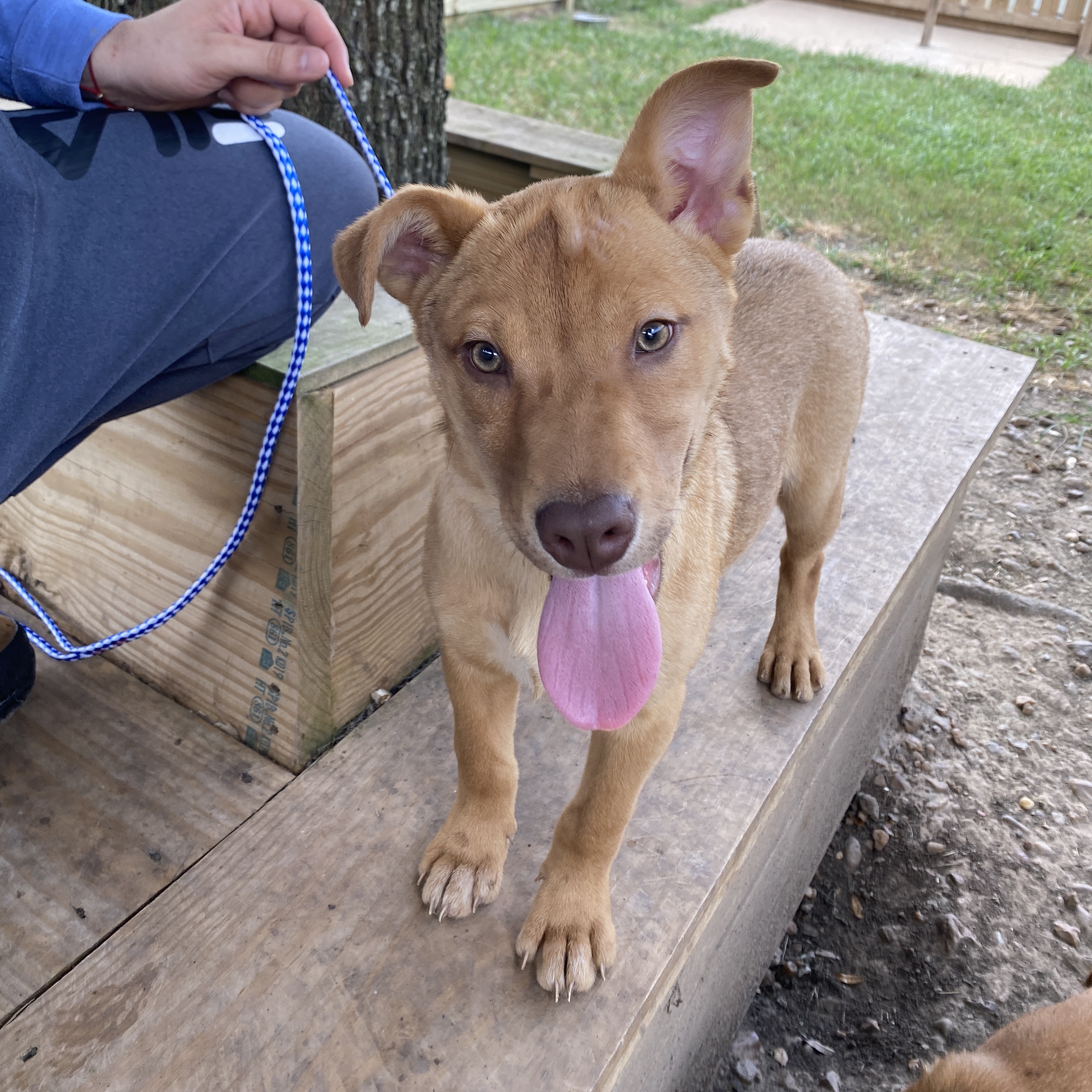Enlarge Patty, a Adoptable mixed breed in Portland, OR image 3/10
