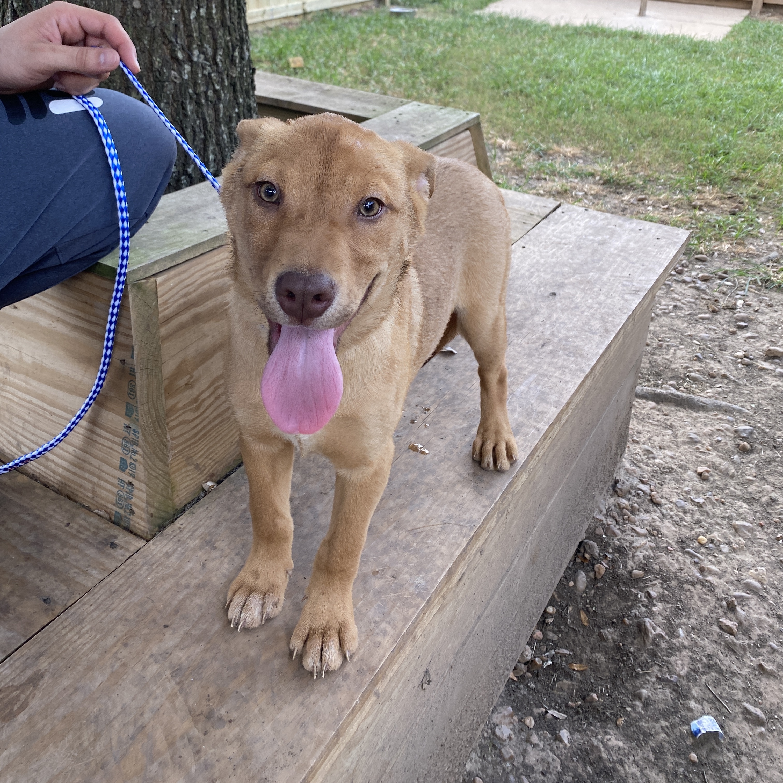 Enlarge Patty, a Adoptable mixed breed in Portland, OR image 4/10