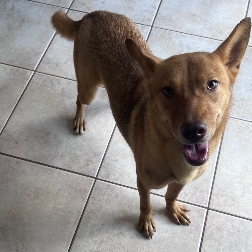 Enlarge Patty, a Adoptable mixed breed in Portland, OR image 5/10