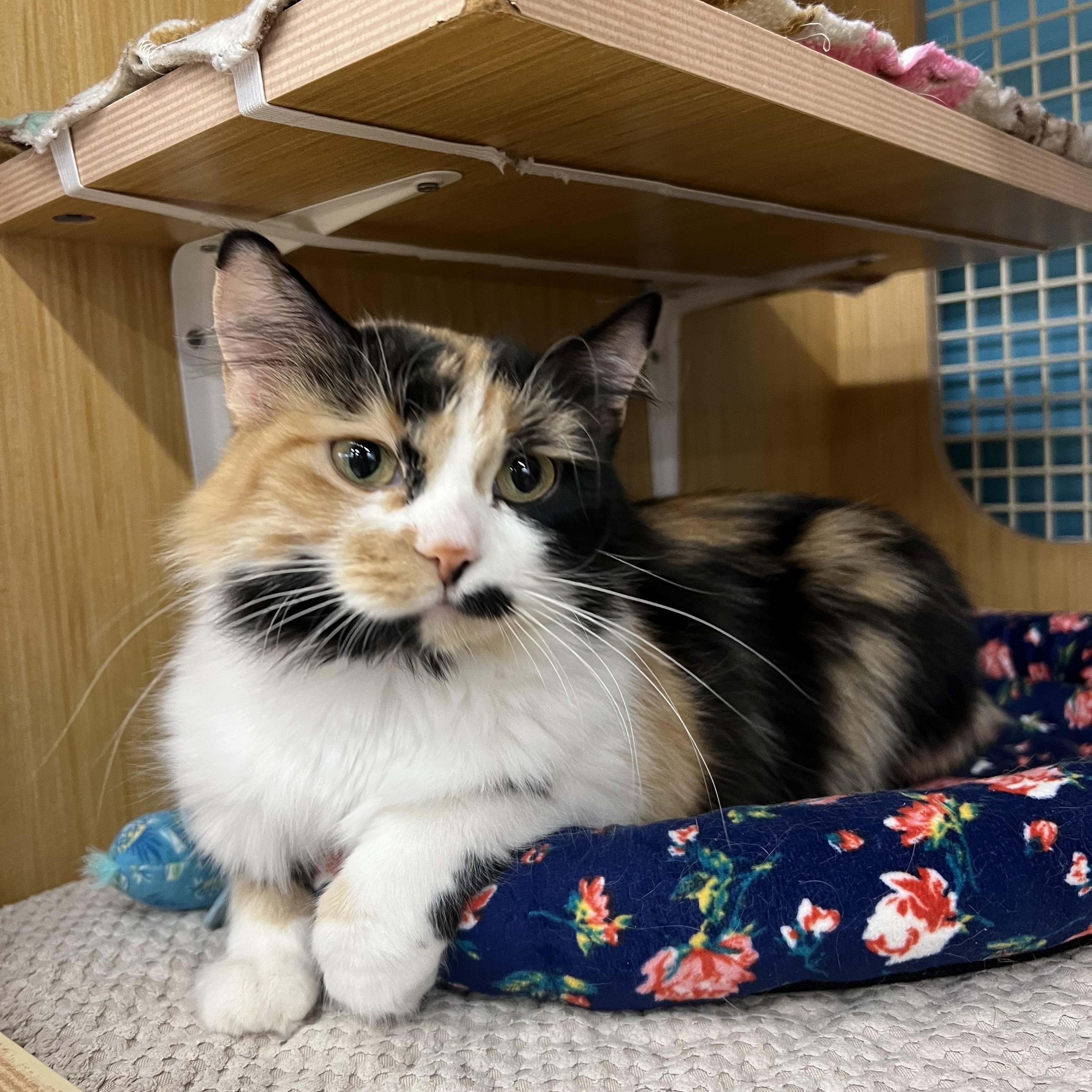 Miley, adopted, Young Female Domestic Medium Hair.