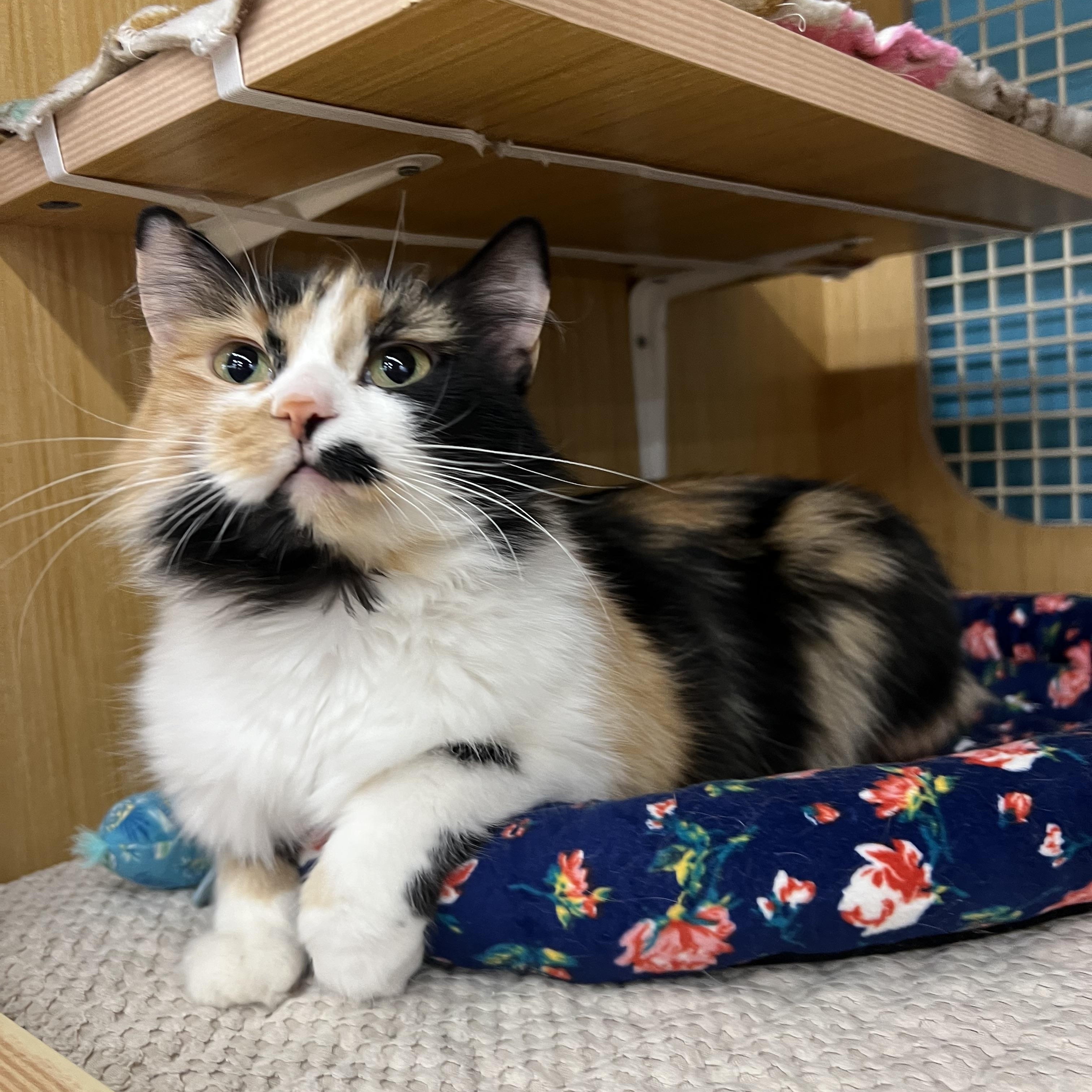 Miley, an adopted Domestic Medium Hair in Manhattan, KS image 2/2