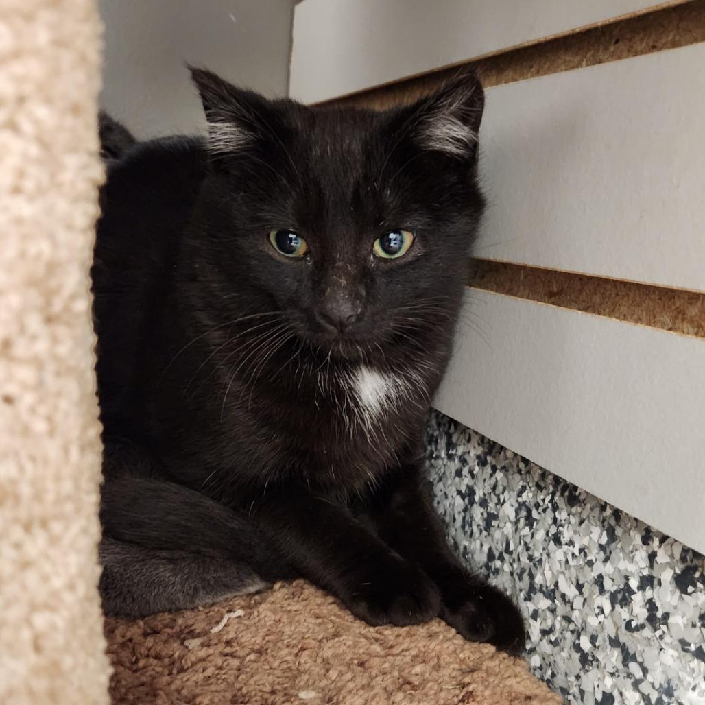 Dino, Adoptable, Kitten Male Domestic Short Hair.