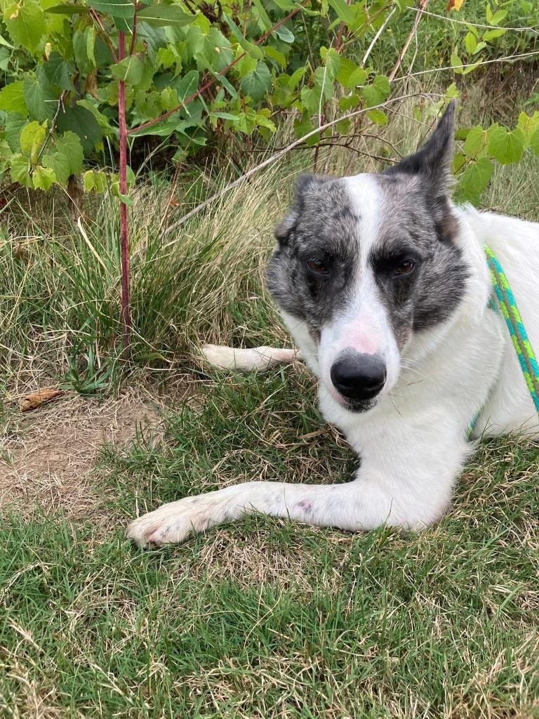 Stanley, Adoptable, Adult Male Cattle Dog.