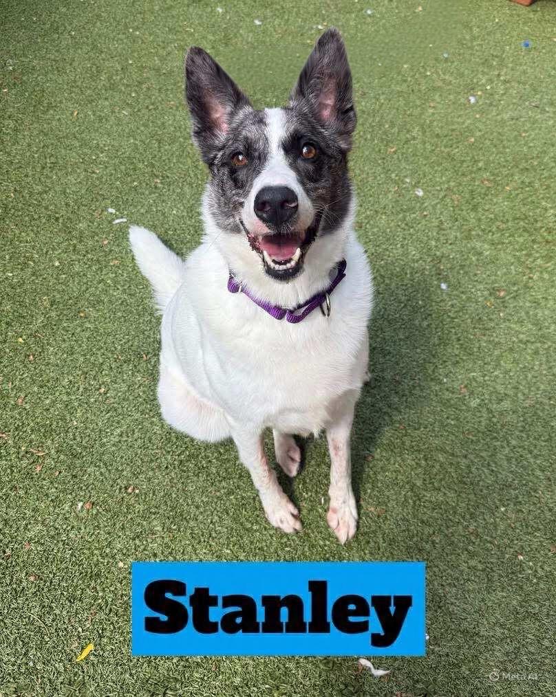Enlarge Stanley, a Adoptable Cattle Dog in Liverpool, NY image 1/4