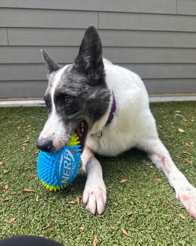 Stanley, Adoptable, Adult Male Cattle Dog.