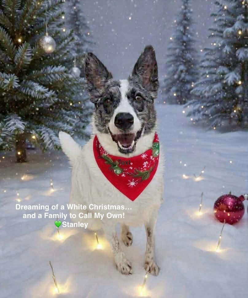 Enlarge Stanley, a Adoptable Cattle Dog in Liverpool, NY image 2/6