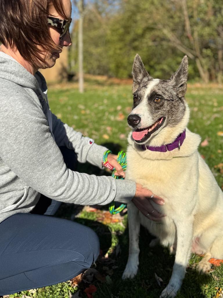 Enlarge Stanley, a Adoptable Cattle Dog in Liverpool, NY image 3/6