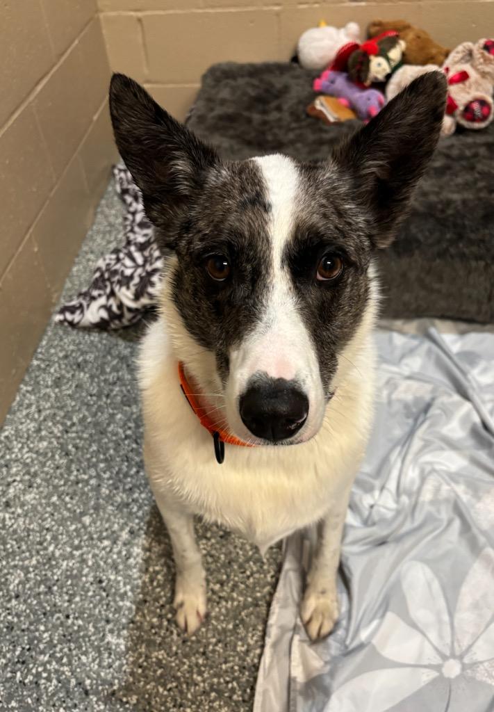 Enlarge Stanley, a Adoptable Cattle Dog in Liverpool, NY image 3/4