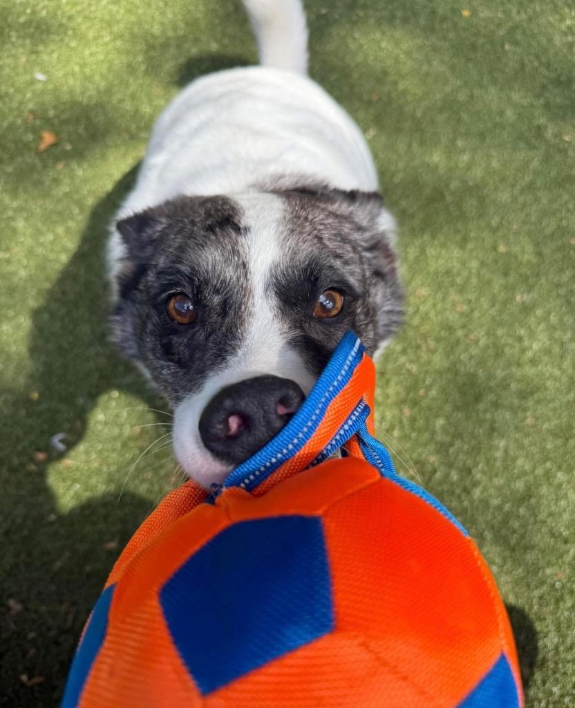 Enlarge Stanley, a Adoptable Cattle Dog in Liverpool, NY image 6/6