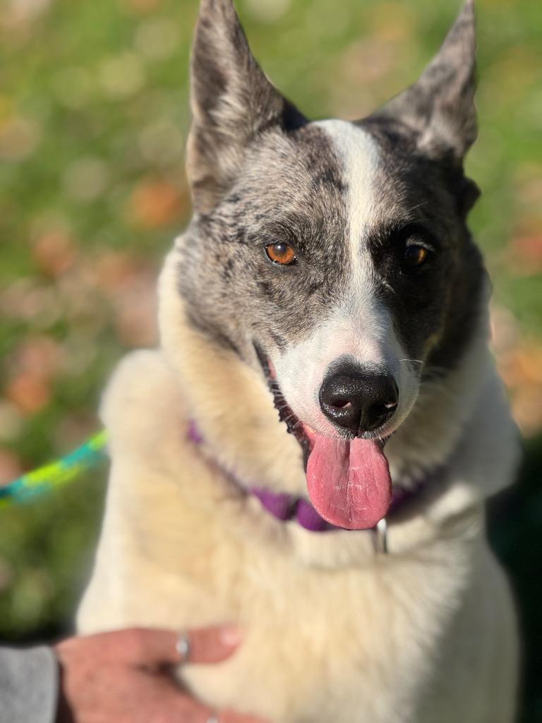 Enlarge Stanley, a Adoptable Cattle Dog in Liverpool, NY image 4/4