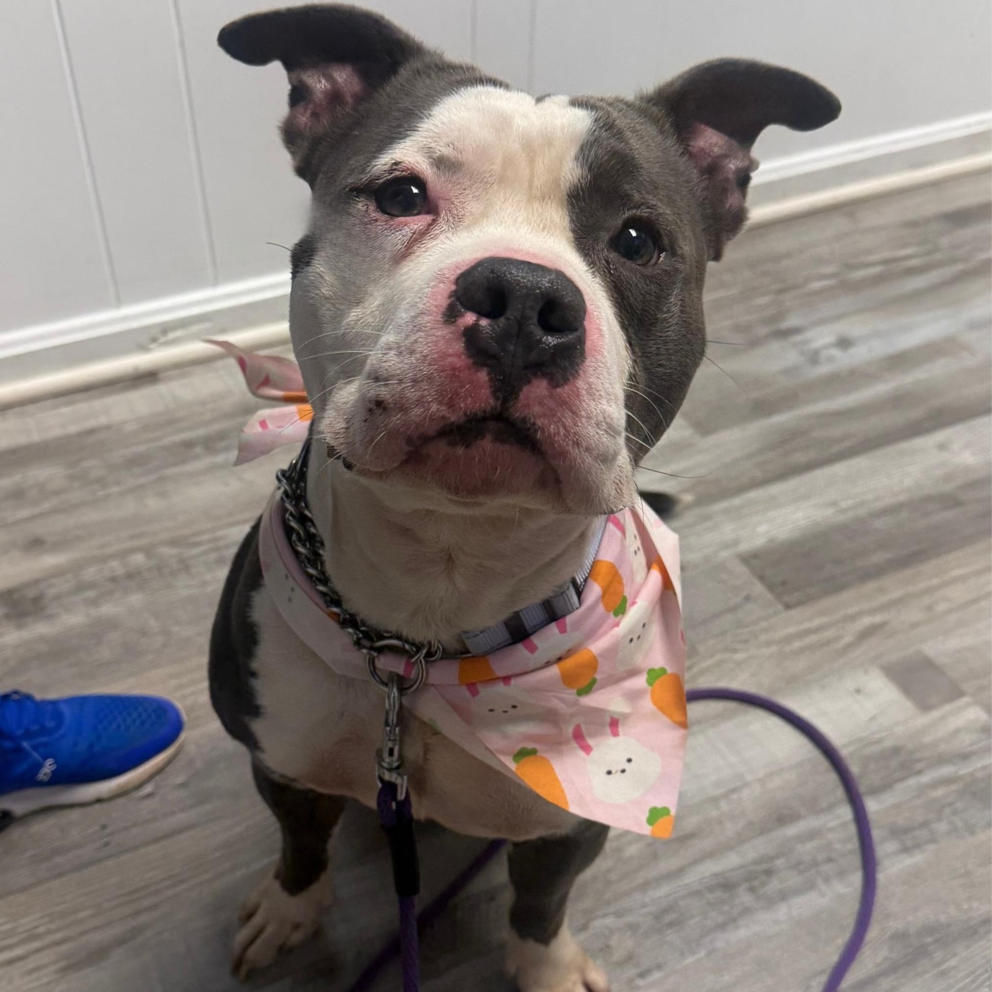 Kevin, Adoptable, Young Male American Staffordshire Terrier.