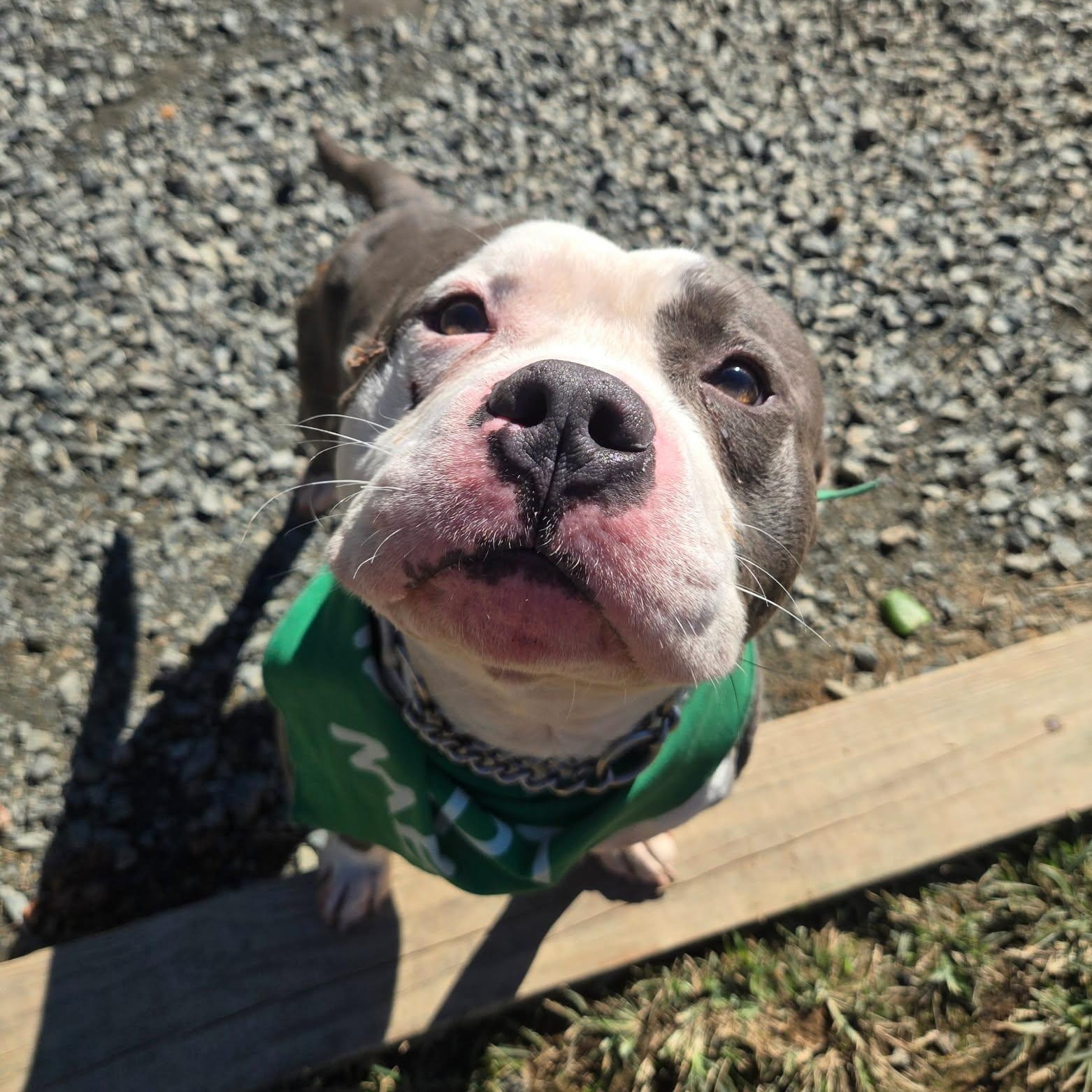 Enlarge Kevin, a Adoptable mixed breed in Manassas, VA image 2/2