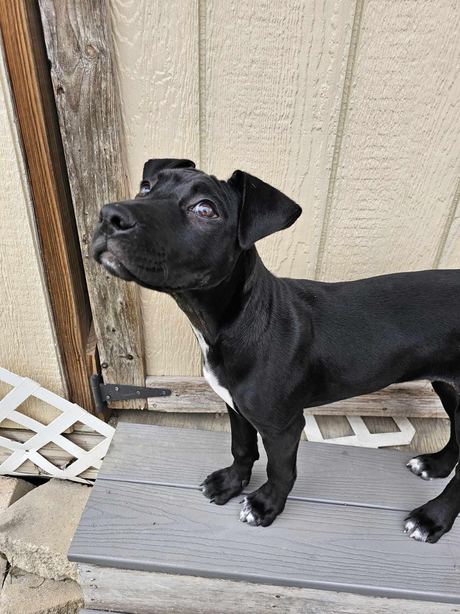 Enlarge Dante, an adopted mixed breed in Nottingham, MD image 5/6